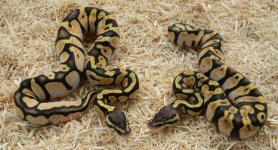 pastel calico 4.jpg