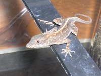 lizards 002.jpg