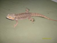 bearded dragon 001.jpg