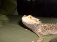 bearded dragon 005.jpg