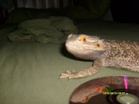 bearded dragon 006.jpg