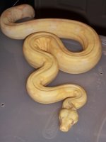snakes 006.jpg