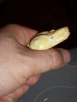 snakes 007.jpg
