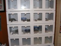Geckos 032.jpg Geckos 032.jpg