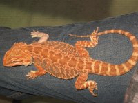 IMG_4589.JPG