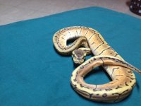 snakes 068.jpg