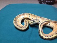 snakes 069.jpg