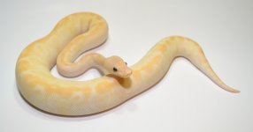 SSm340.jpg