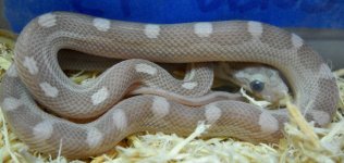 Corn 45 In Shed.jpg