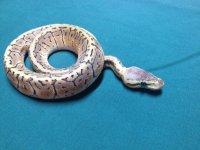 snakes 087.jpg
