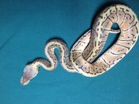 snakes 085.jpg