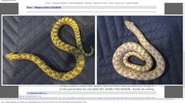Kingsnake.com Classifieds  get into lavernders cheap ,best guarantee ever see details LOOK.jpg