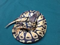 snakes 078.jpg