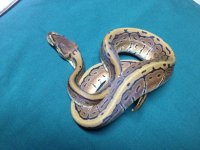 snakes 074.jpg