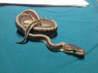 snakes 083.jpg