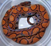 Orange - 14Feb (4) - SM.jpg
