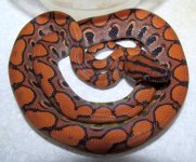 13EccOcLi03 - 13Feb - SM.jpg