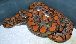13EccOcLi02 - 14Feb - SM.jpg