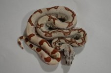 hypo jungle het and ferrari pastel hypo 001 (Small).JPG