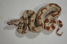 hypo jungle het and ferrari pastel hypo 002 (Small).JPG
