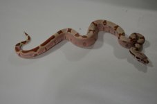 hypo jungle het and ferrari pastel hypo 004 (Small).JPG