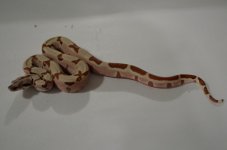 hypo jungle het and ferrari pastel hypo 005 (Small).JPG