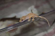 IMG_0376.jpg