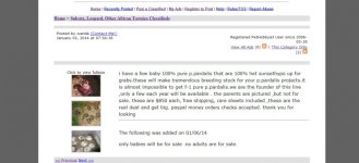 kingsnake.com Classifieds  pure f-1 het sunsethypo P,Pardalis checks these out.jpg