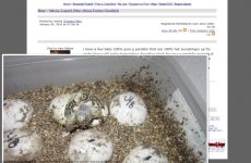kingsnake.com Classifieds  pure f-1 het sunsethypo P,Pardalis checks these out (1).jpg