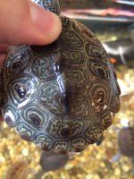 badscutes.JPG