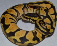 Pastel_Enchi_2.jpg