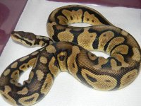Jungle pastel male 2.jpg