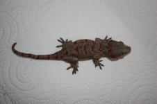 IMG_9460.JPG