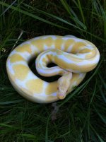 Male Albino1.jpg