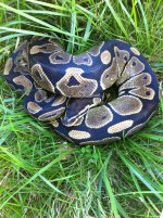 Female Het Albino1.jpg