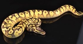 Super Pastel Enchi YB Female 1.jpg