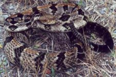 Canebrake-Rattlesnake.jpg