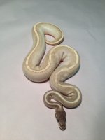 IMG_8384.jpg