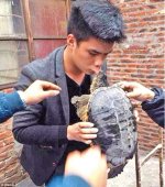 snapping-turtle-love.jpg