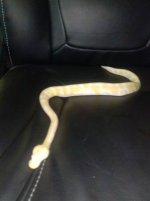 high white albino ball python.jpg
