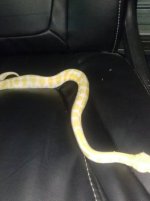 high white albino ball python3.jpg