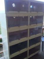 bearded rack full cage.jpg
