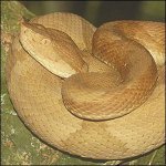 LanceHeadViper.jpg