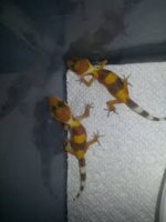 newborn twins bood hypo 1.jpg