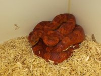red corn.jpg