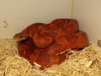 red corn2.jpg