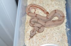 DSC_0313.jpg