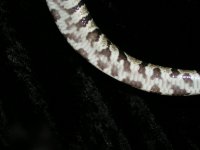 PICT0010.jpg