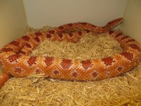 reverse albino.jpg