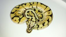 BumbleBeeM.2013.jpg